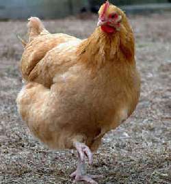 ChickenFighter