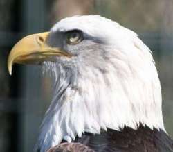 Eagle